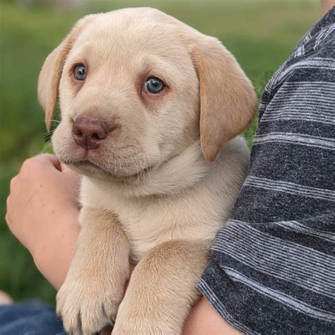 Dam is an identified service dog and Sire is an award winning gun dog. . Labrador puppy for sale near me